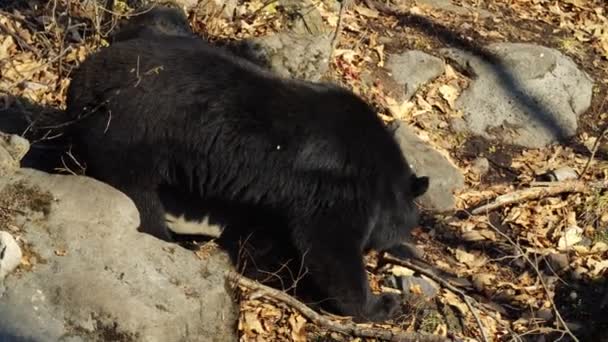 Ιμαλαΐων μαύρη αρκούδα ψάχνει για κάτι στα φύλλα στο Safari Park. Ρωσία — Αρχείο Βίντεο