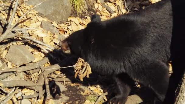 Två söta Himalayan svartbjörnar gå runt i Primorje Safari Park, Ryssland — Stockvideo