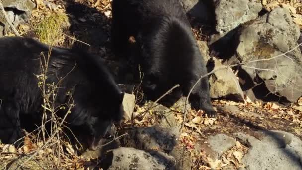 Zwei himalayische Schwarzbären suchen etwas im primorsky safari park, russland — Stockvideo