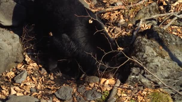 Czarny niedźwiedź himalajski szuka czegoś w liści w parku Safari. Rosja — Wideo stockowe