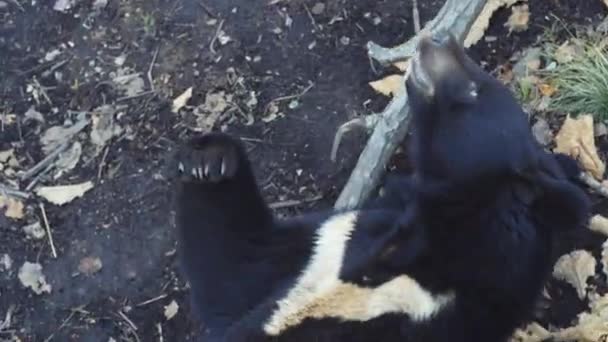 Портрет милого гималайского черного медведя, лежащего на спине. Сафари-парк — стоковое видео