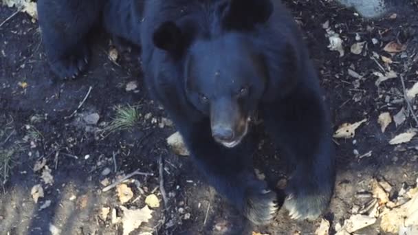 Portrét roztomilý himálajské černého medvěda v Primorsky Safari Park, Rusko — Stock video