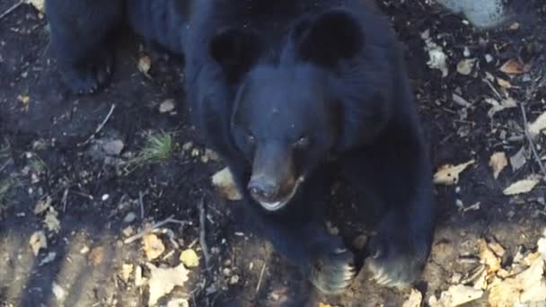 Portrét roztomilý himálajské černého medvěda v Primorsky Safari Park, Rusko — Stock video