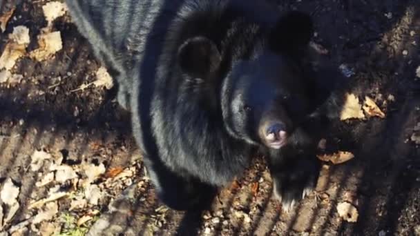 その背中に横たわってかわいいツキノワグマの肖像画。サファリパーク、ロシア — ストック動画