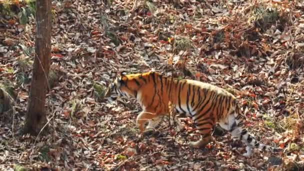 Forte amur femelle ou tigre ussuri chasse dans Primorsky Safari Park, Russie — Video