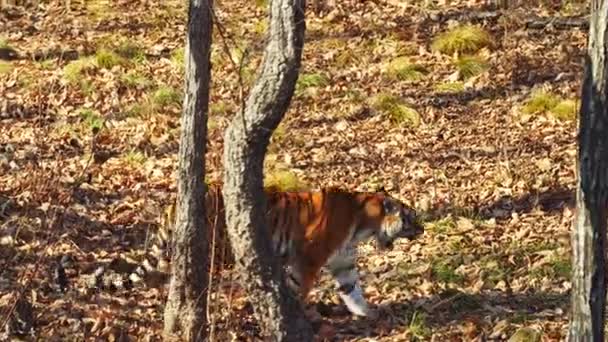 Amur tijger loopt rond in het najaar Safaripark Primorski, Rusland — Stockvideo