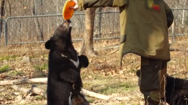 动物园管理员给了两只喜马拉雅黑熊幼崽一半的瓜。野生动物园 — 图库视频影像