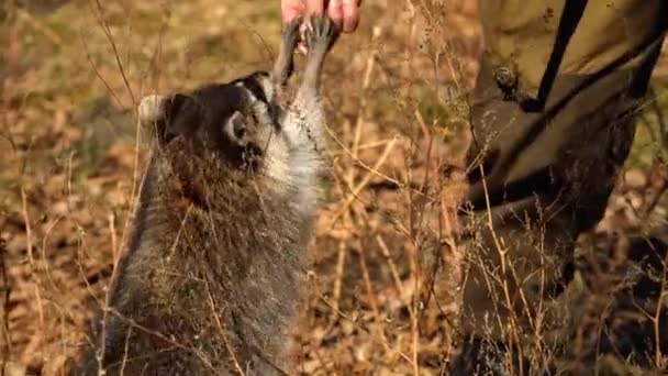 かわいいタヌキはロシアの沿海州のサファリパークで飼育係からナットを取る — ストック動画