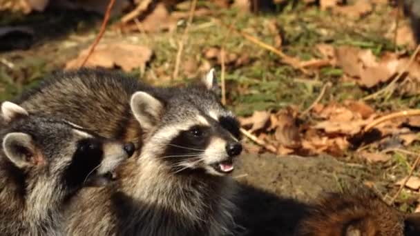 Roztomilý racoons se ořechy od zookeeper Primorsky Safari Park, Rusko — Stock video