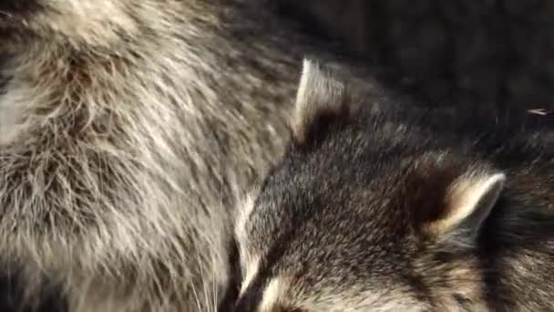 Retrato cercano de lindos mapaches tomando nueces del cuidador del zoológico en Safari Park, Rusia — Vídeos de Stock