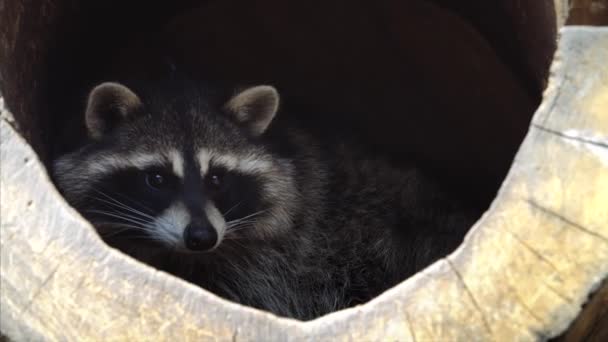 Nära porträtt av söt nordamerikanska racoon i Primorje Safari Park, Ryssland — Stockvideo