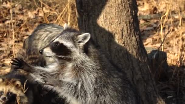 かわいいアライグマはロシアの沿海州のサファリパークで飼育係からナットを取る — ストック動画