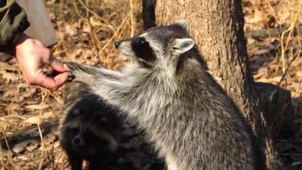 Cute racoons take nuts from zookeeper in Primorsky Safari Park, Russia — Stock Video