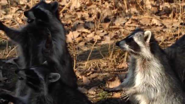 Niedliche Waschbären nehmen Nüsse von Zoowärtern im Primorsky Safaripark, Russland — Stockvideo