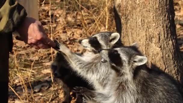 かわいいアライグマはロシアの沿海州のサファリパークで飼育係からナットを取る — ストック動画
