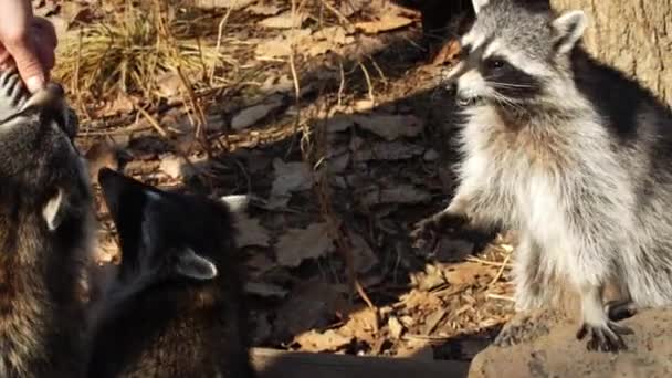 かわいいアライグマはロシアの沿海州のサファリパークで飼育係からナットを取る — ストック動画