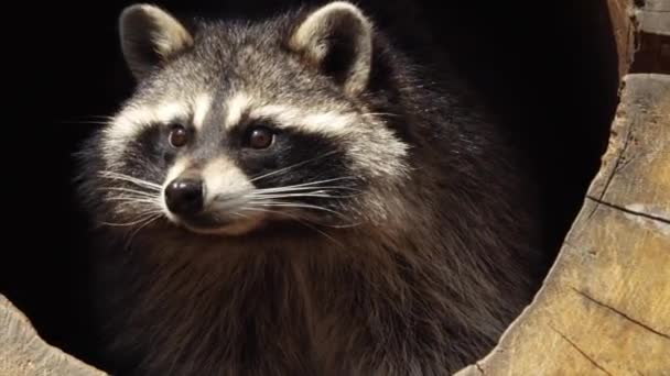 Zamknij portret ładny racoon Ameryki Północnej w Primorsky Safari Park, Federacja Rosyjska — Wideo stockowe