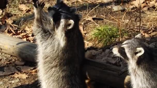 かわいいアライグマはロシアの沿海州のサファリパークで飼育係からナットを取る — ストック動画