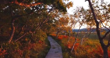 Sikhote-Alin doğa rezerv Rusya turistik yol yukarıda ağaçların altında uçan
