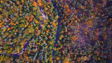 Sonbahar orman ve akarsu ağaçları arasında çalışan hava. Doğa Reserve.Russia