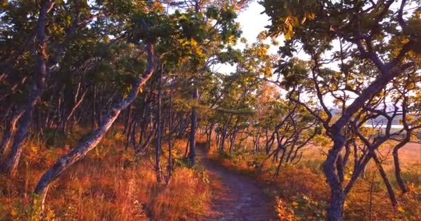 Полет под деревьями над туристическим маршрутом в заповеднике Сихотэ-Алинь в России — стоковое видео
