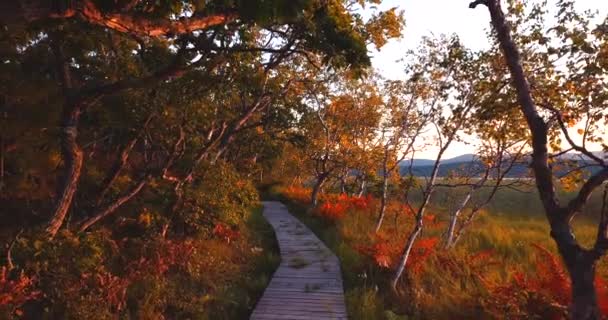 Flygande under träden ovanför turistiska väg i uppskattad naturreservat i Ryssland — Stockvideo