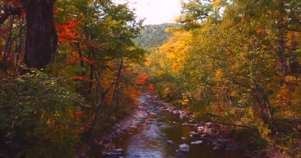 緑の木々 の間を渓流上降順。ロシアの自然保護区 — ストック動画