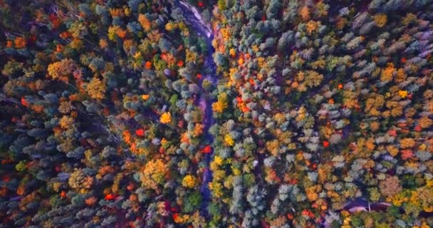 Aerea della foresta autunnale e ruscello che scorre tra gli alberi. Riserva naturale.Russia — Video Stock