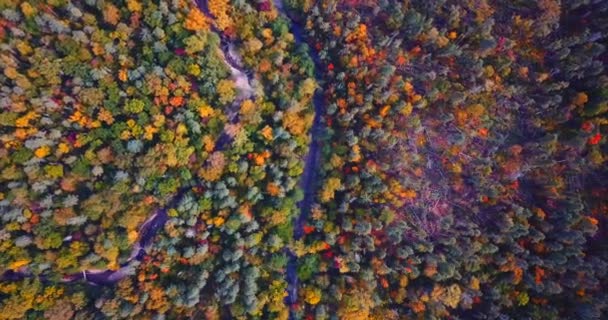 秋の森の木 々の間を清流空中。自然 Reserve.Russia — ストック動画
