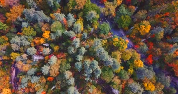 Antenne von Herbstwald und Bach, die zwischen Bäumen verläuft. Naturreservat Russland — Stockvideo