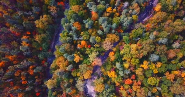 Aérea de bosque otoñal y arroyos que corren entre los árboles. Reserva natural.Rusia — Vídeos de Stock