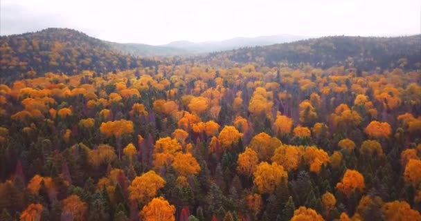 Volando sobre los bosques otoñales de la Reserva Natural de Sikhote-Alin. Rusia. Vista aérea — Vídeos de Stock