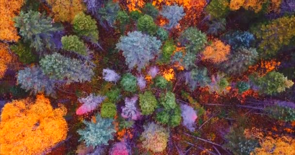 Chiudi vista aerea superiore degli alberi autunnali nella riserva naturale di Sikhote-Alin. Russia — Video Stock