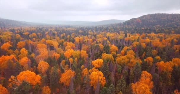 Flygande över uppskattad naturreservat hösten skogar. Ryssland. Flygfoto — Stockvideo