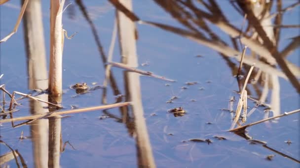池の透明水に浮かぶ茶色のカエル 春のコンセプト — ストック動画