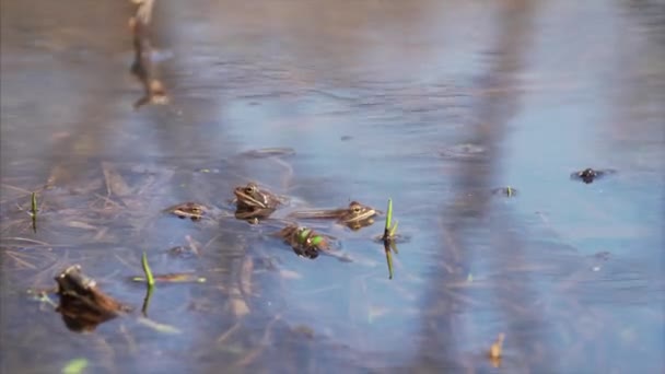 Ranas Marrones Flotando Agua Transparente Estanque Concepto Primavera — Vídeo de stock
