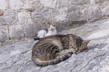 Genç bir sokak kahverengi tekir kedisi güneşli bir günde yaşlı yosunlu kayalarda kestiriyor. Dost canlısı hayvan..