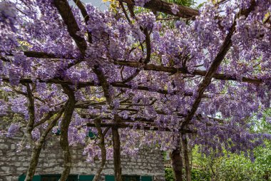 Tahta bir pergola üzerinde çiçek açan Wisteria. Arka planda taş ev var. güneşli bir gün
