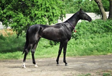 Siyah, genç, Akhal Teke At dış görünüşlü, boynu yeşil arka planda. Yatay, kenar görünüm,