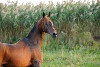 Bay Akhal Teke atı, arka planda uzun yeşil çimenler olan bir arroanta geriye bakıyor. Yatay, portre, yandan.