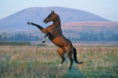 Vahşi ve vahşi Akhal-Teke aygırı tek ayak üzerinde duruyor. Yatay, yanlamasına, arka planda dağ.