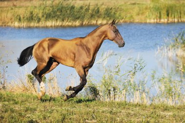 Buckskin Akhal-Teke atı yaz tarlasında dört nala koşar. Yatay, kenar görünüm.