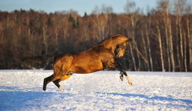 Buckskin Akhal Teke Aygırı kışın arka ayakları üzerinde karlı arazide oynar. Yatay, kenar görünüm, hareket halinde.
