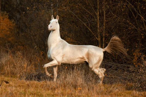 Gururlu Cremello Akhal Teke Aygır sonbahar ormanlarında isyan eder.