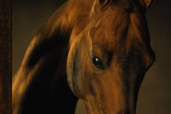 Golden Bay Akhal Teke Aygırı 'nın ahırdaki portresi. Yatay fotoğraf, kafa ve göze yakın çekim, yumuşak ışık..