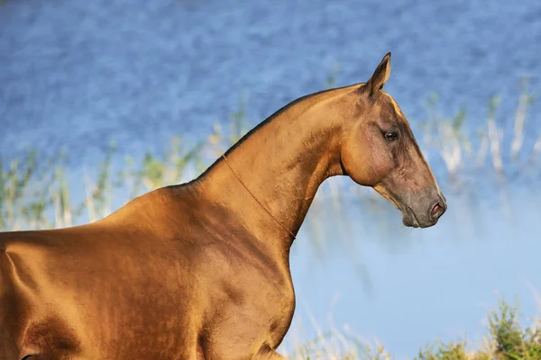 金色のバックスキンAkhal Teke馬は 水の近くの日光の中に立っている — ストック写真