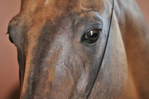 Close up of a bay horse eyes and head in thin show halter. Horizontal, portrait.