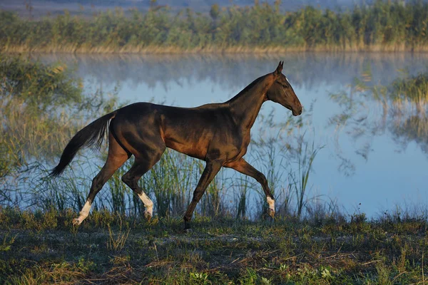 Delicado Caballo Negro Akhal Teke Corre Trote Sobre Línea Flotación — Foto de Stock