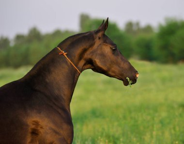 Bedava körfez Akhal-Teke atı yaz otlağında duruyor ağzında çimlerle, yatay, portre, kenar manzaralı..