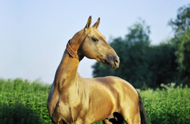 Tarlada dikilirken sağa bakan Buckskin at portresi. Yatay, yana doğru